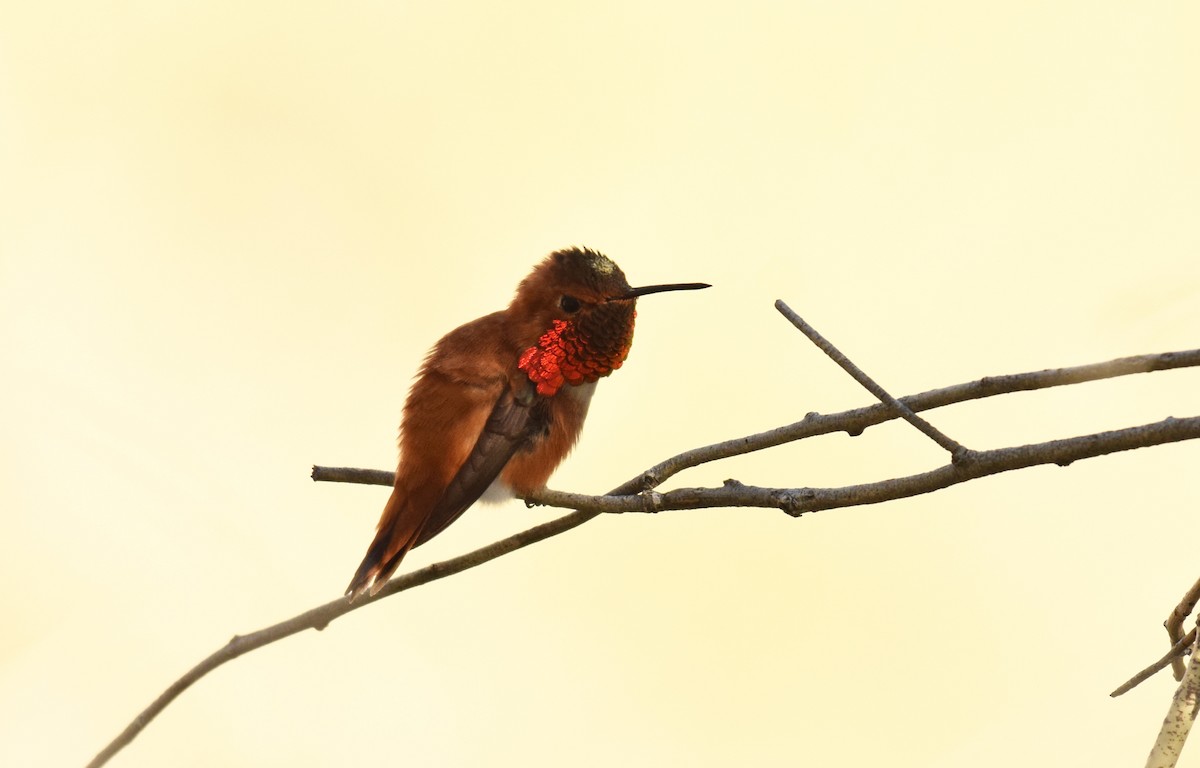 Rufous Hummingbird - ML145964051