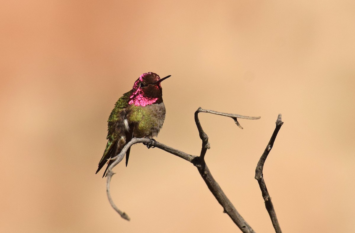 Anna's Hummingbird - ML145964281