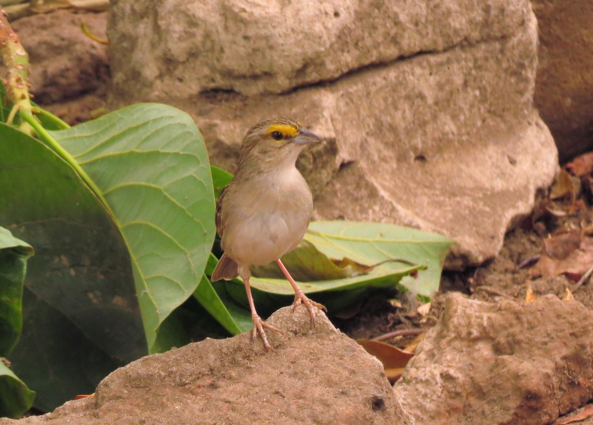 Yellow-browed Sparrow - Jon Houghton