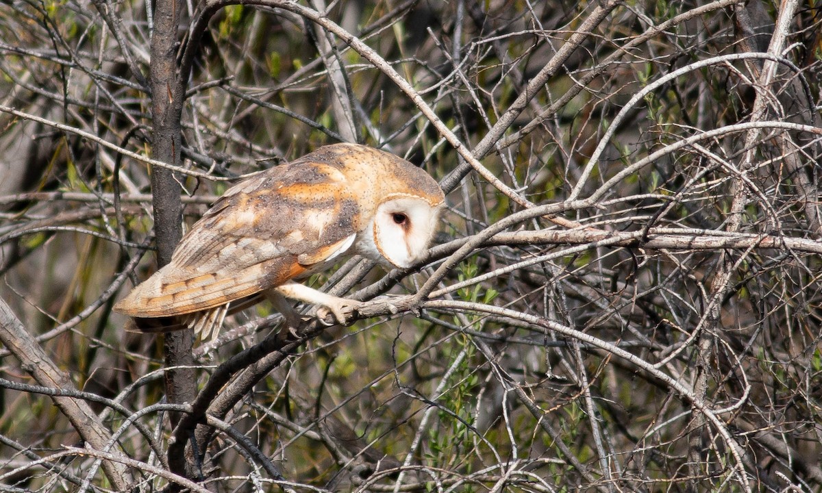 Barn Owl (American) - ML145965581