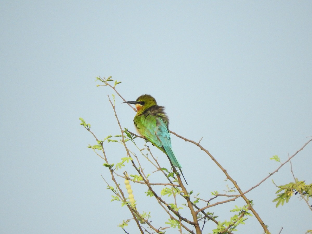 Blue-tailed Bee-eater - ML145966121