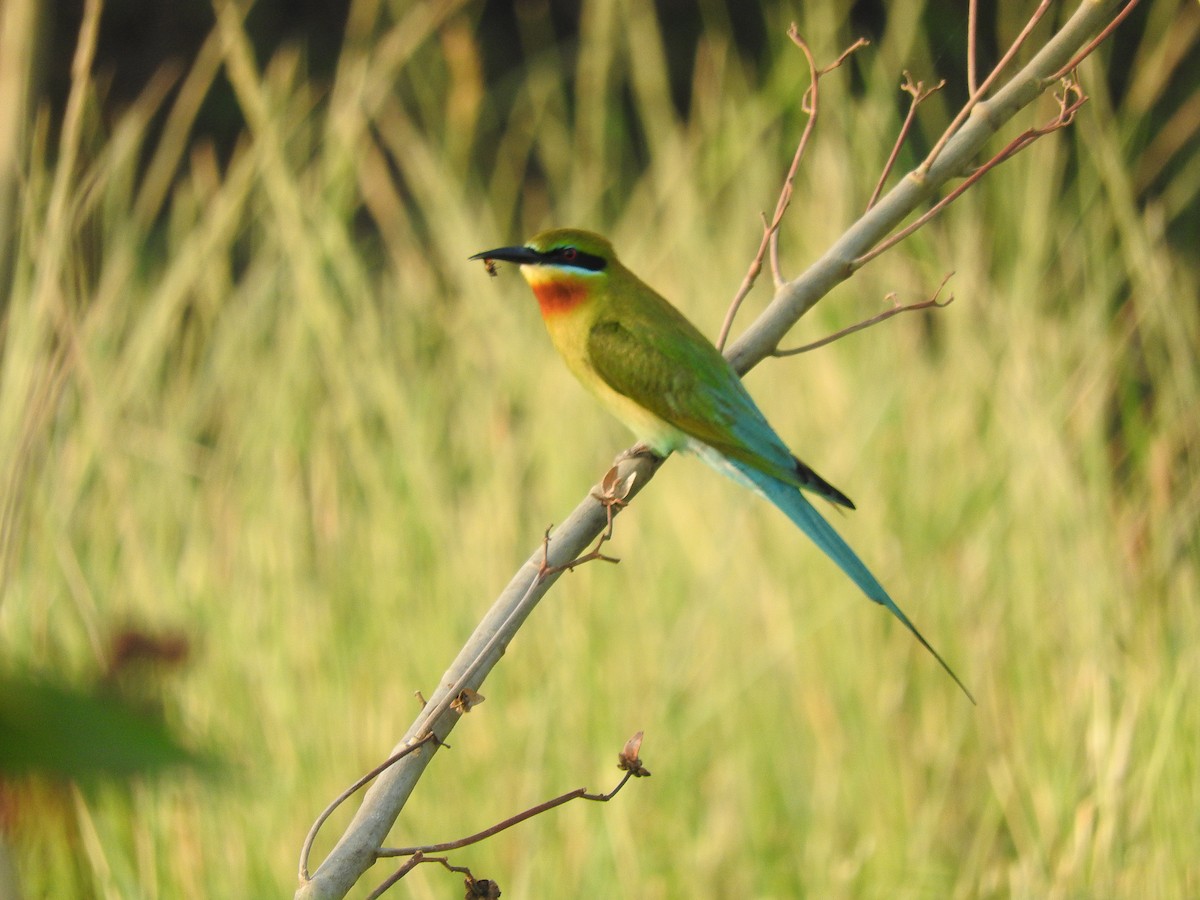 Blue-tailed Bee-eater - ML145966151