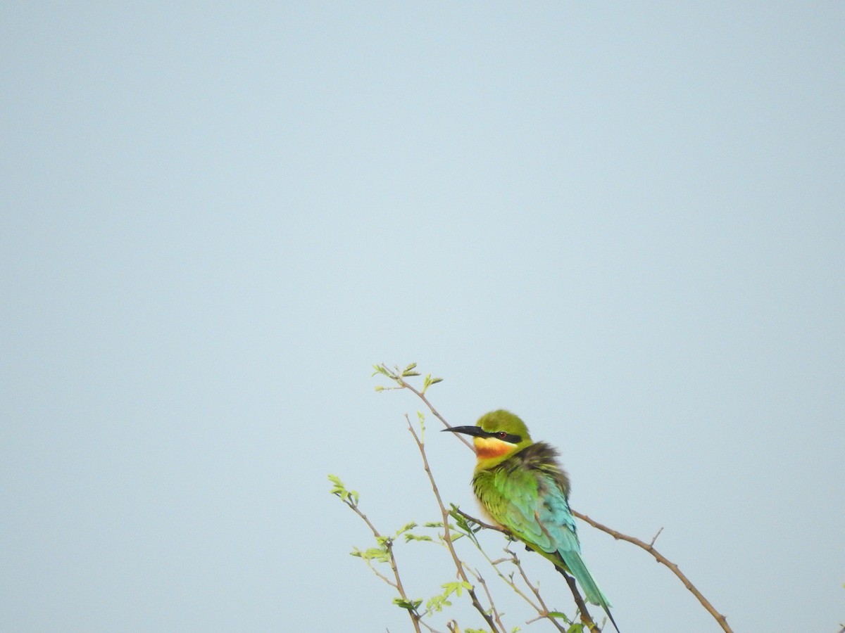 Blue-tailed Bee-eater - ML145966171