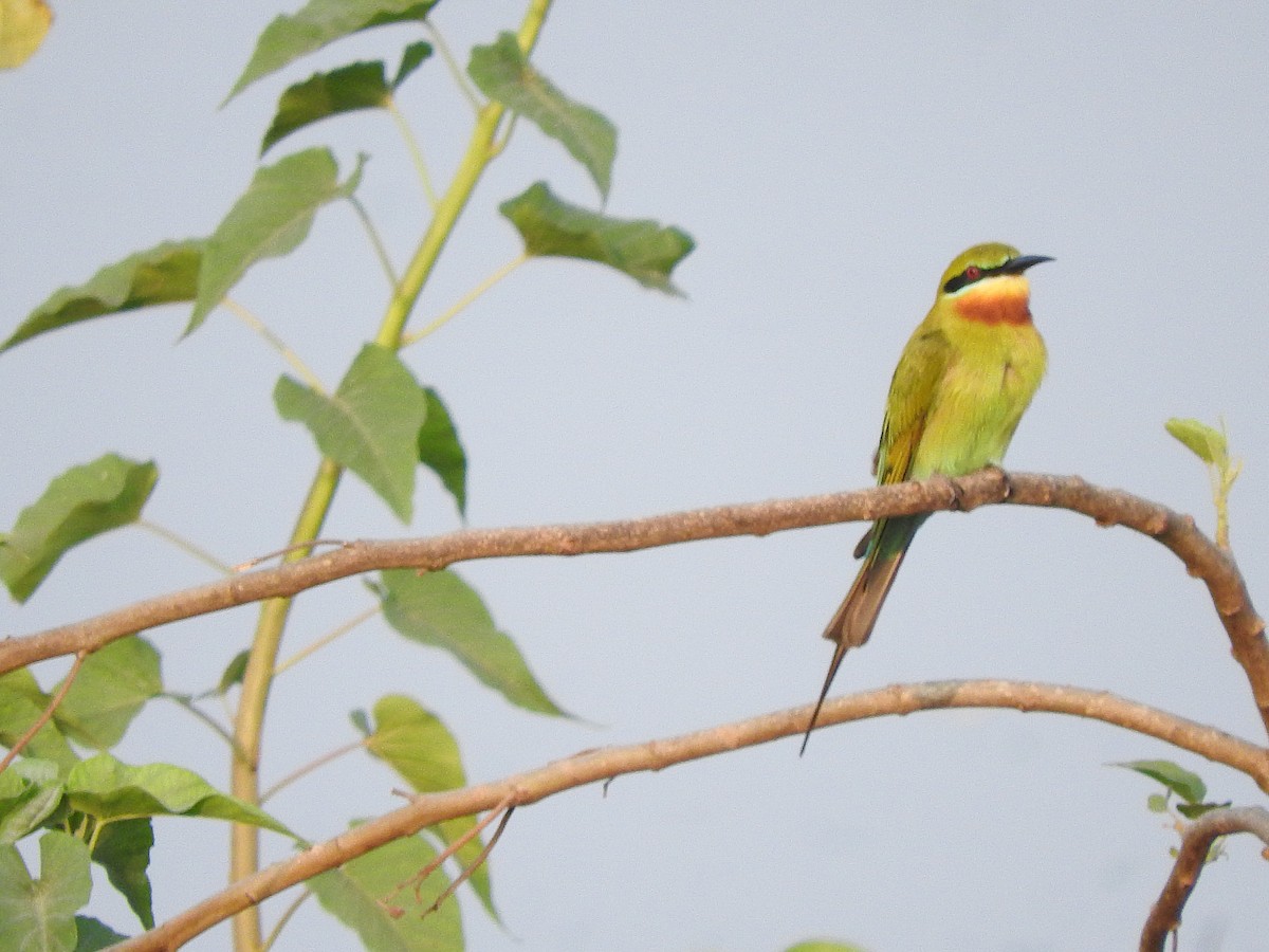 Blue-tailed Bee-eater - ML145966181