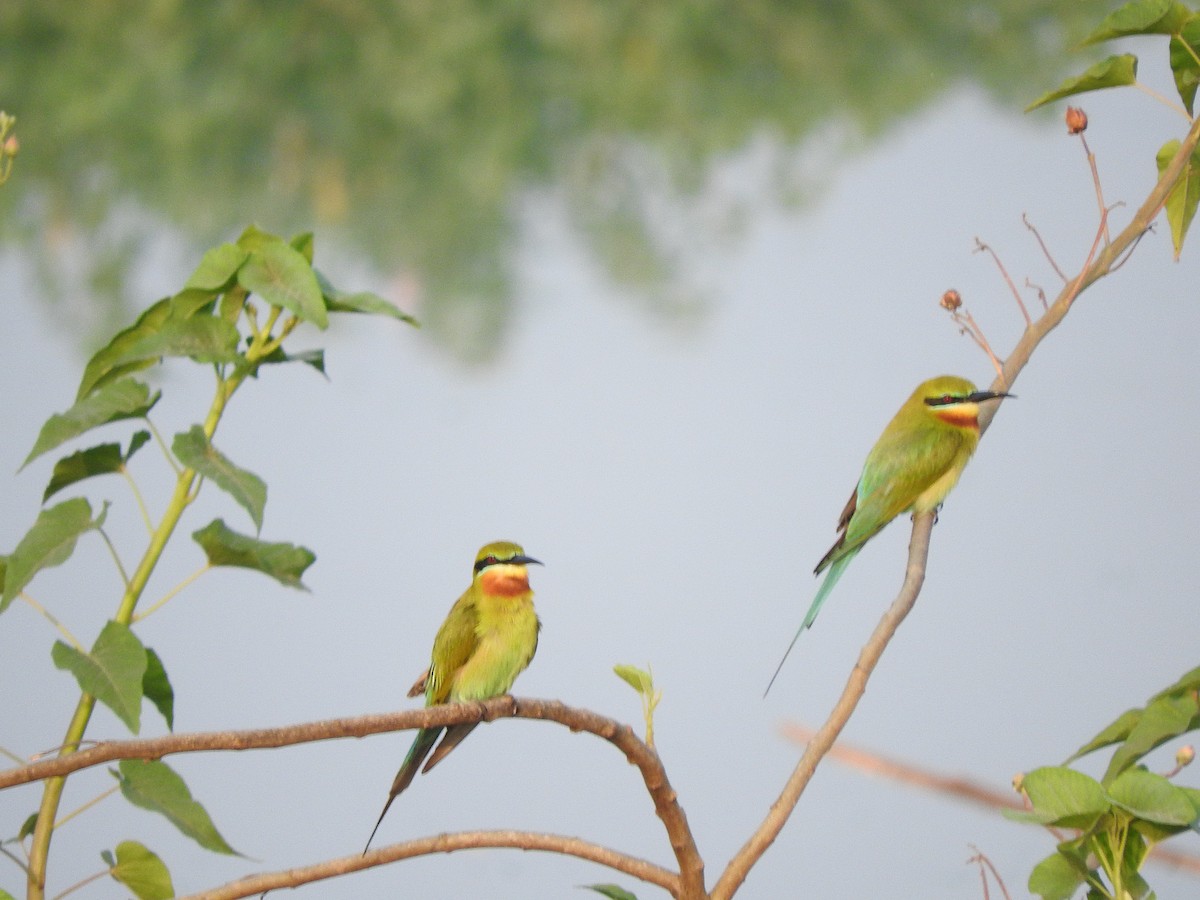 Blue-tailed Bee-eater - Amara Bharathy