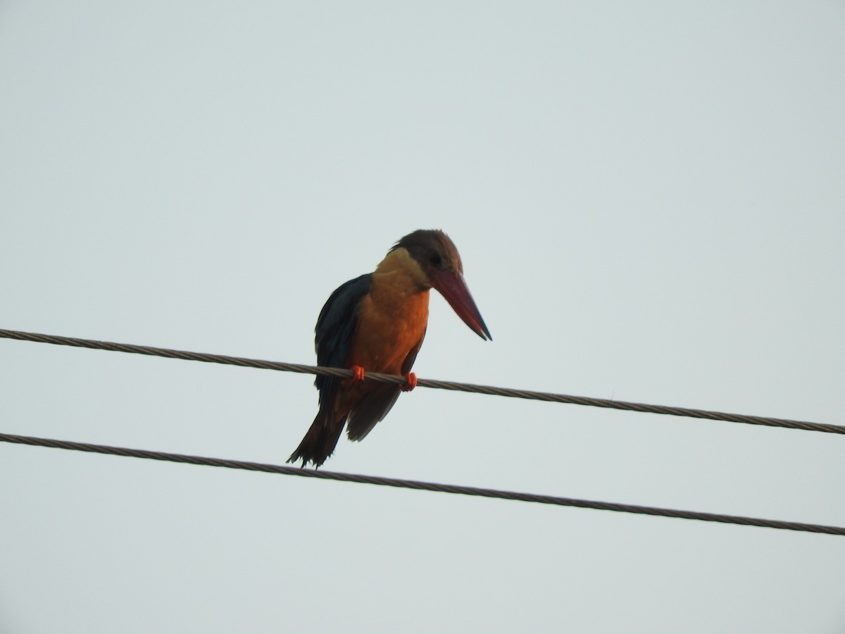 Stork-billed Kingfisher - Amara Bharathy