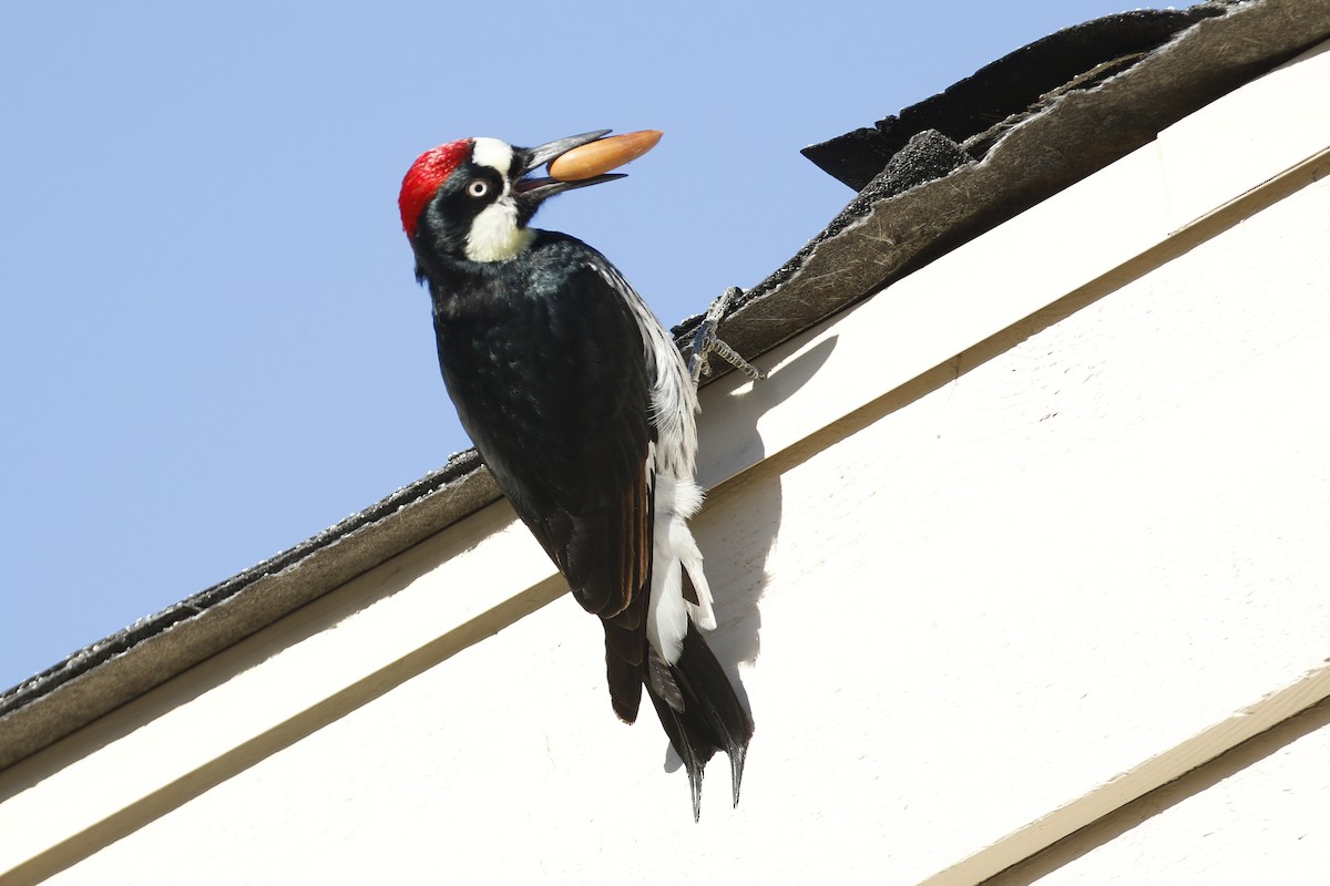 Acorn Woodpecker - Donna Pomeroy