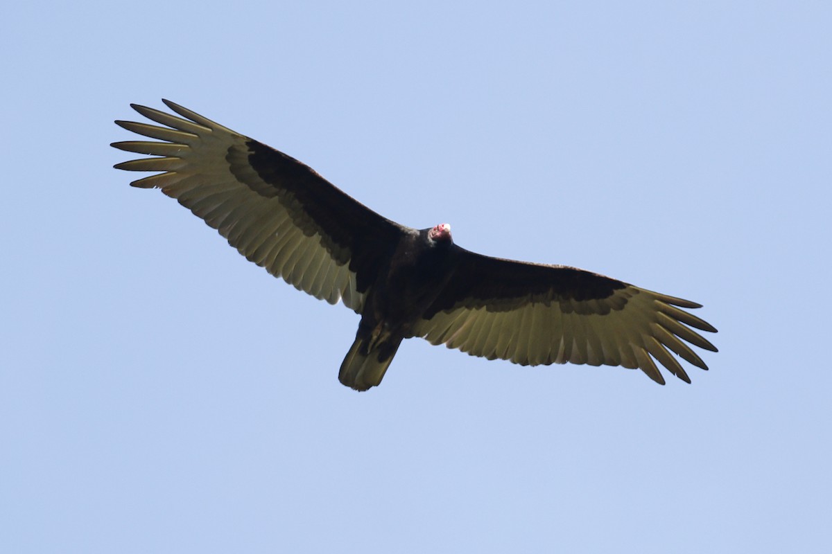 Turkey Vulture - ML145968981