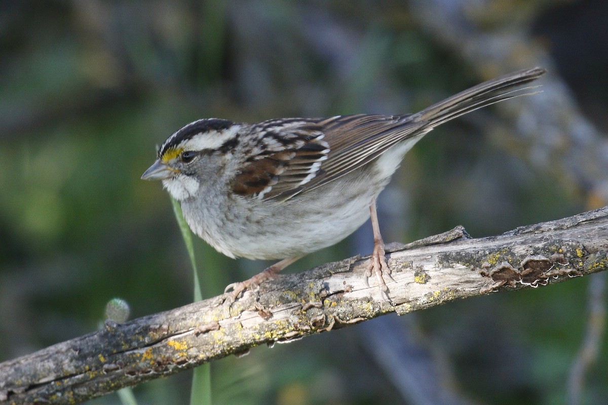 White-throated Sparrow - Donna Pomeroy