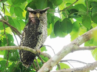  - Spot-bellied Eagle-Owl
