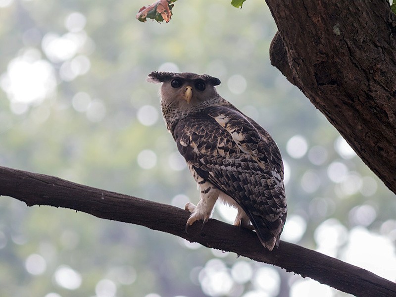 Spot-bellied Eagle-Owl - Samyak Kaninde