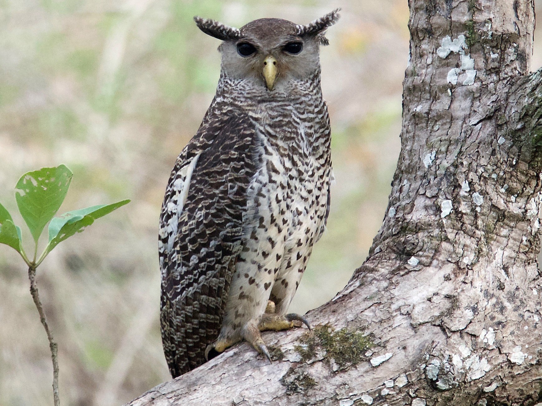 Spot-bellied eagle owl