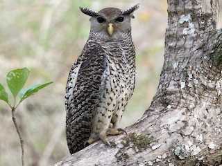  - Spot-bellied Eagle-Owl