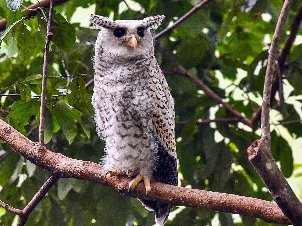 Spot-bellied Eagle-Owl - Piyapong Chotipuntu