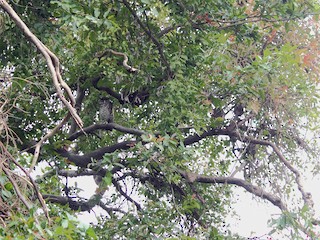  - Spot-bellied Eagle-Owl