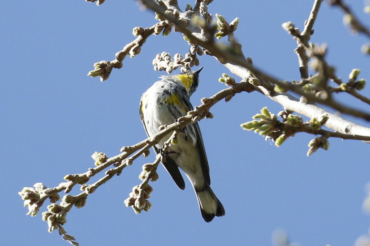 Yellow-rumped Warbler - Donna Pomeroy