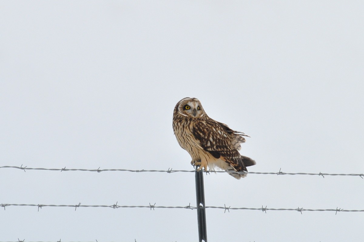 Short-eared Owl - Peter Scully