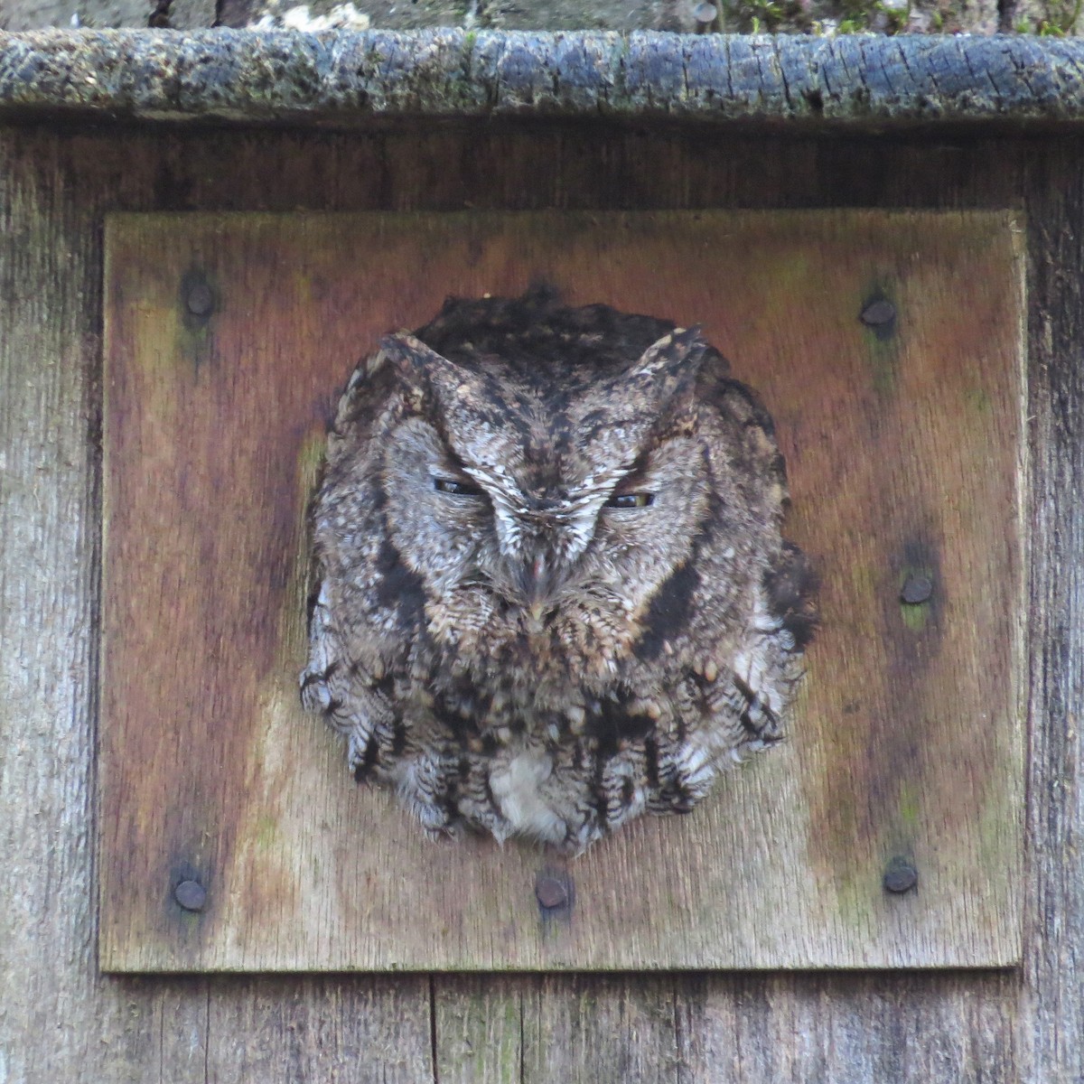 Western Screech-Owl - Ann Marie Wood