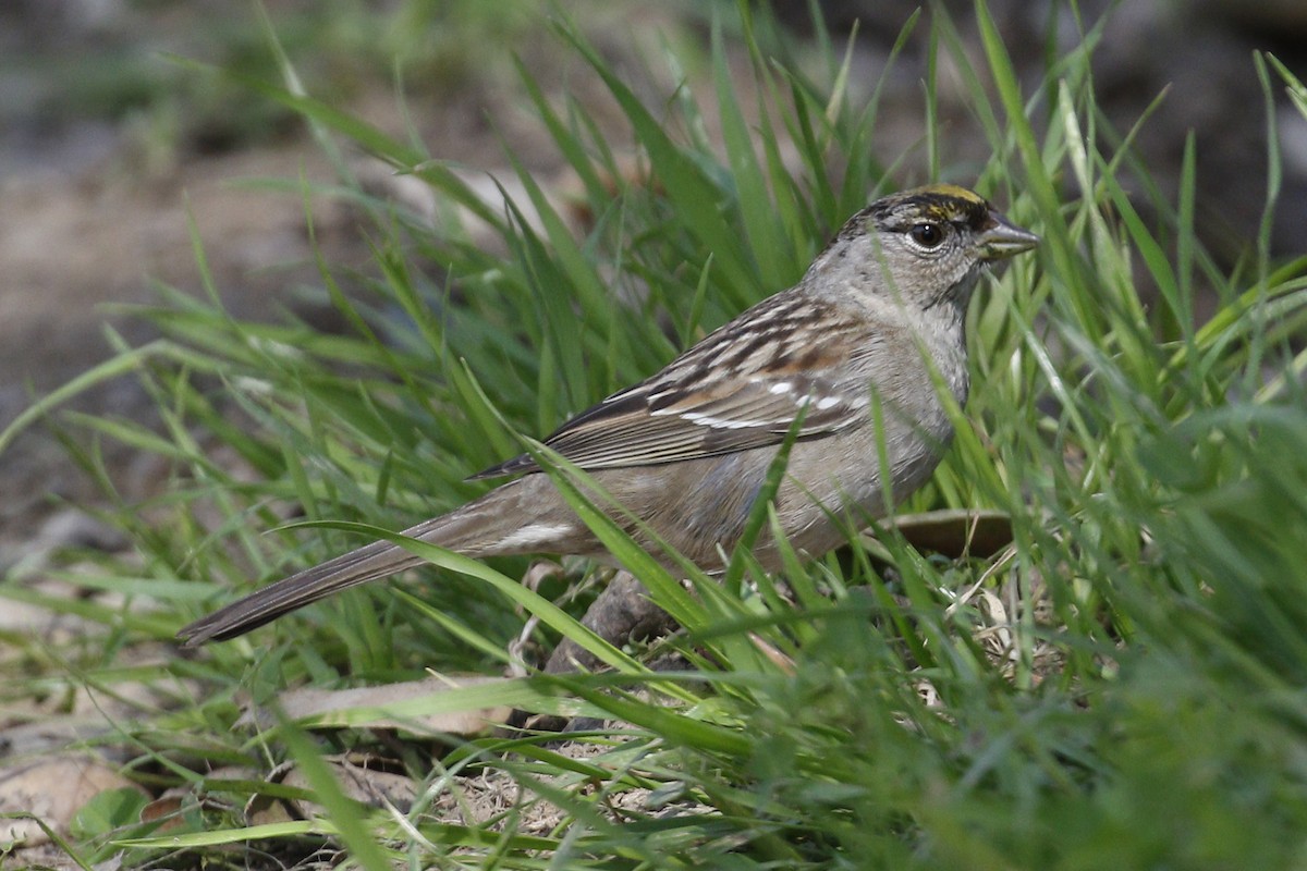 Golden-crowned Sparrow - Donna Pomeroy