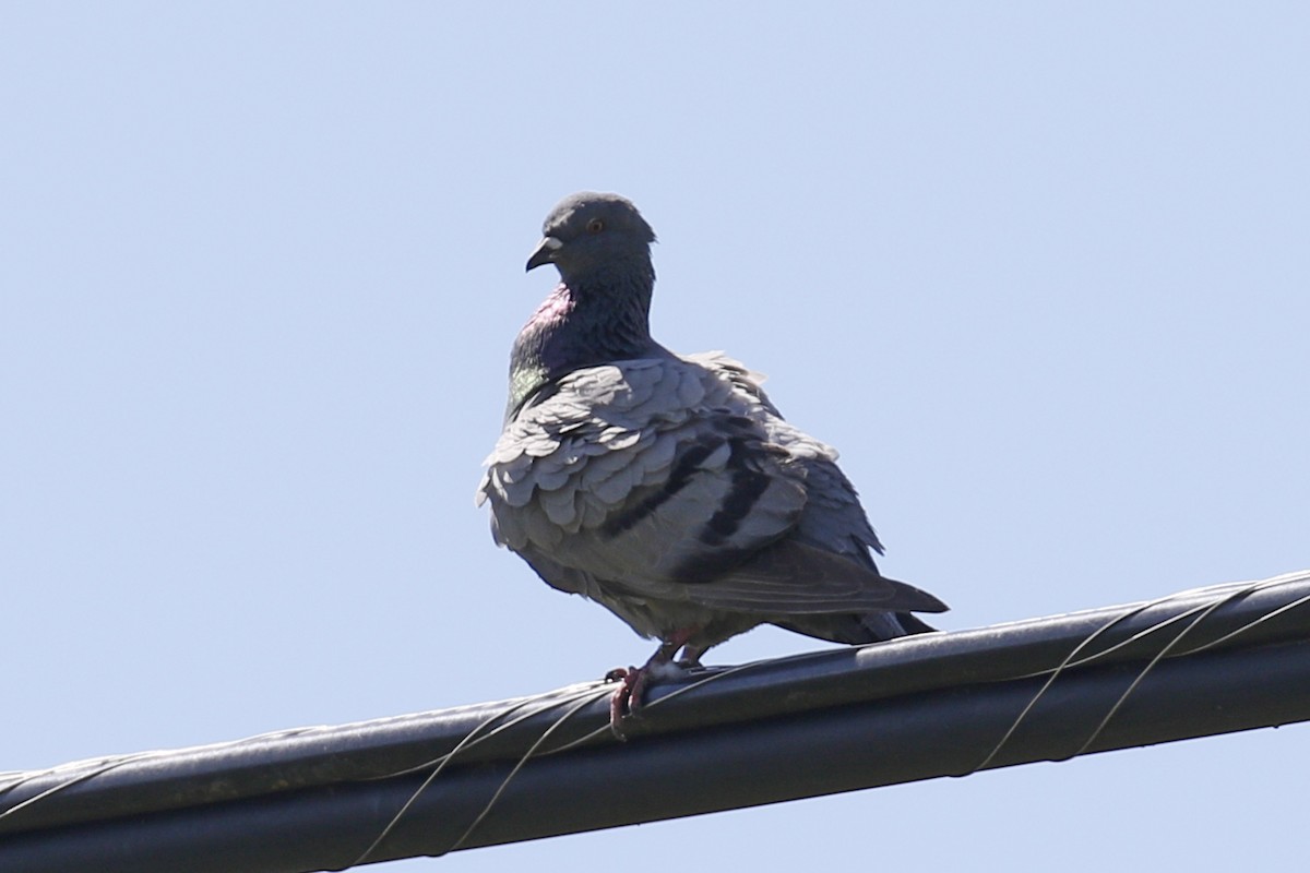 Rock Pigeon (Feral Pigeon) - Donna Pomeroy