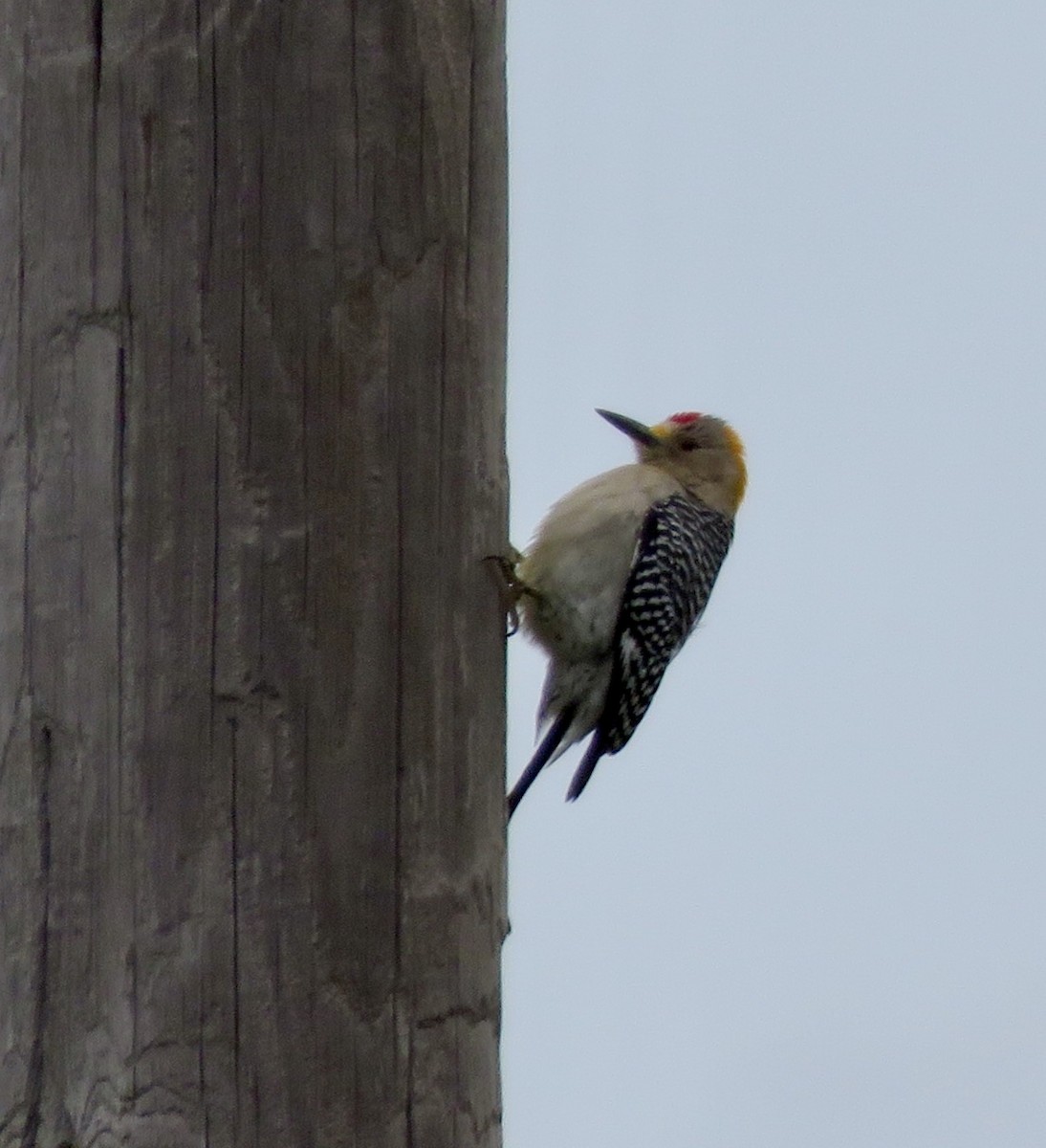 Golden-fronted Woodpecker - Linda Parlee-Chowns
