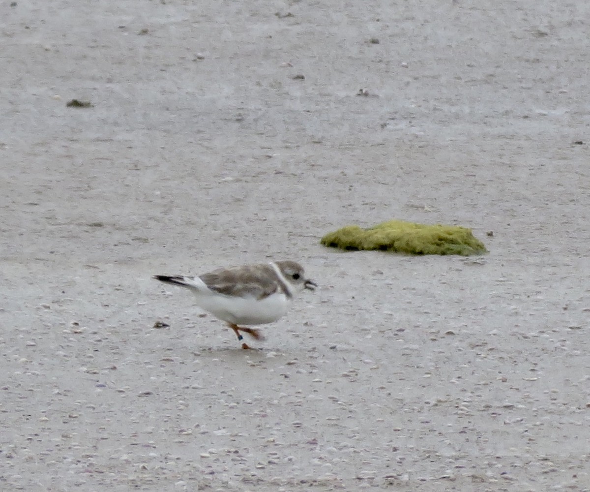 Piping Plover - Linda Parlee-Chowns