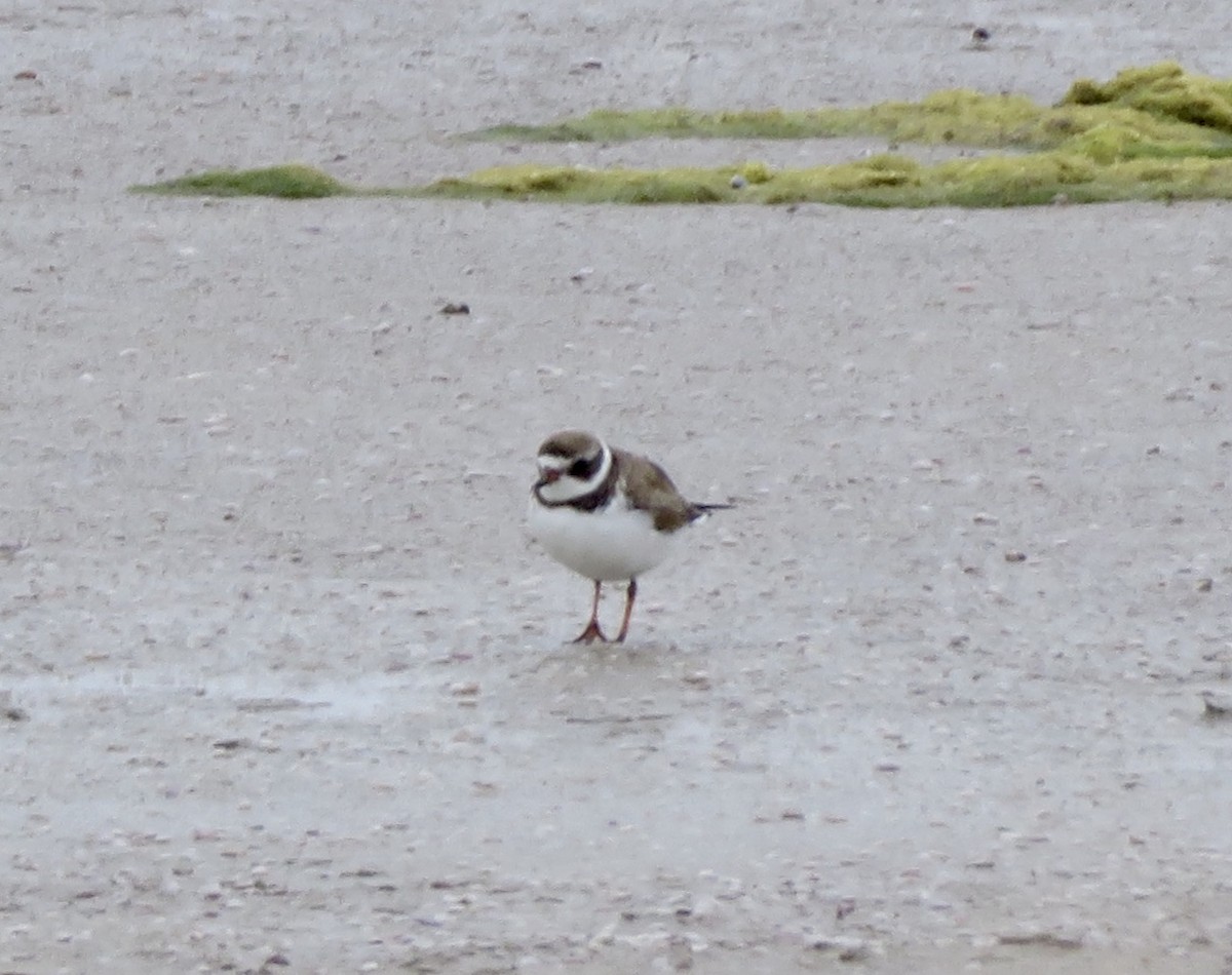 Semipalmated Plover - Linda Parlee-Chowns