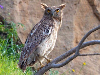  - Brown Fish-Owl
