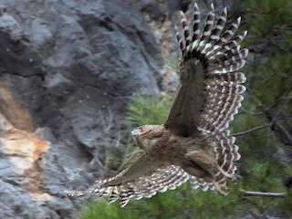  - Brown Fish-Owl (Turkish)