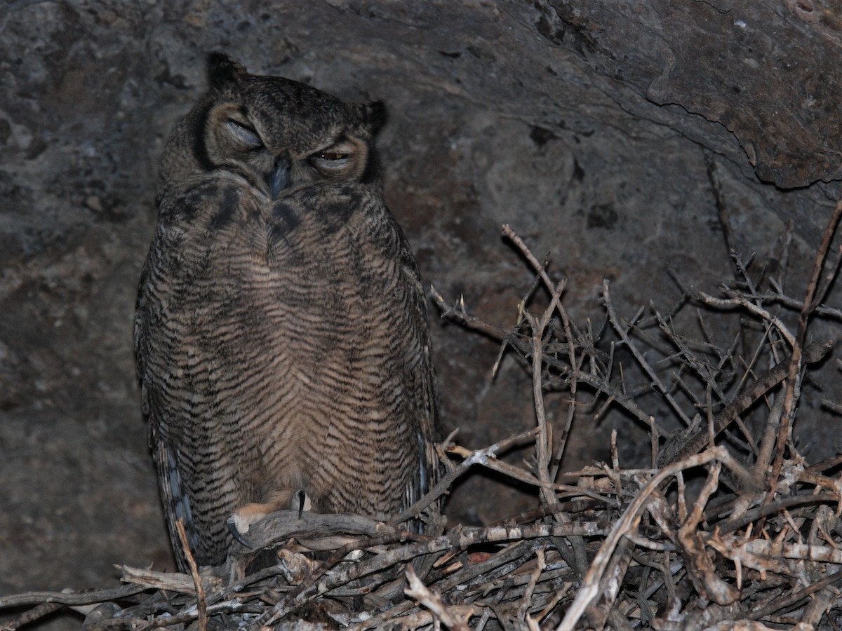 Lesser Horned Owl - ML145972801