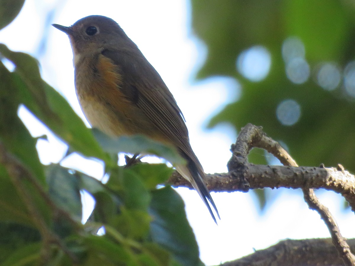 Red-flanked Bluetail - Ursula K Heise