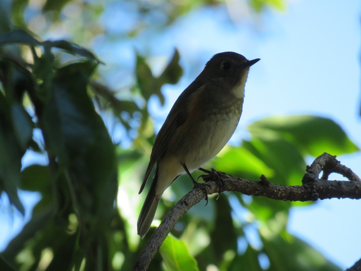 Red-flanked Bluetail - ML145972871