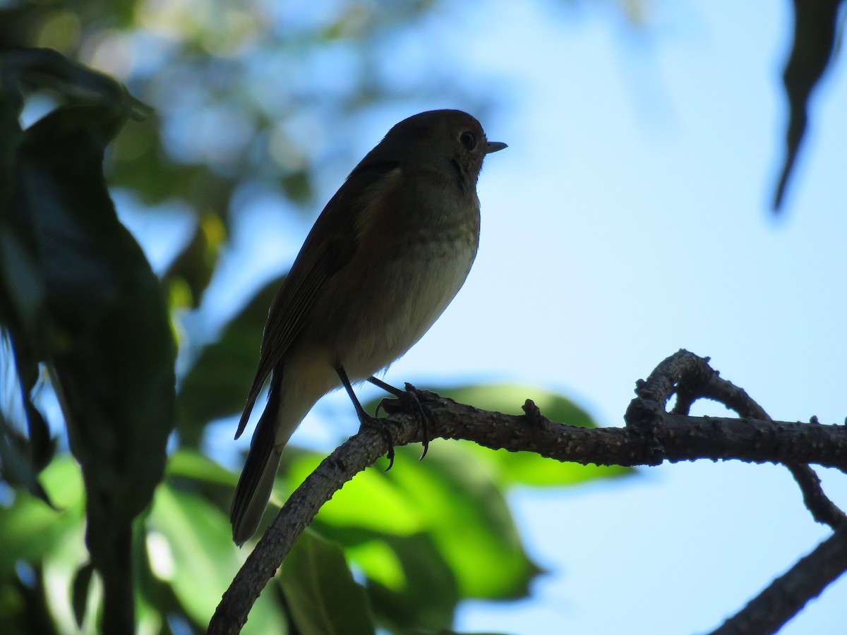 Red-flanked Bluetail - ML145972881