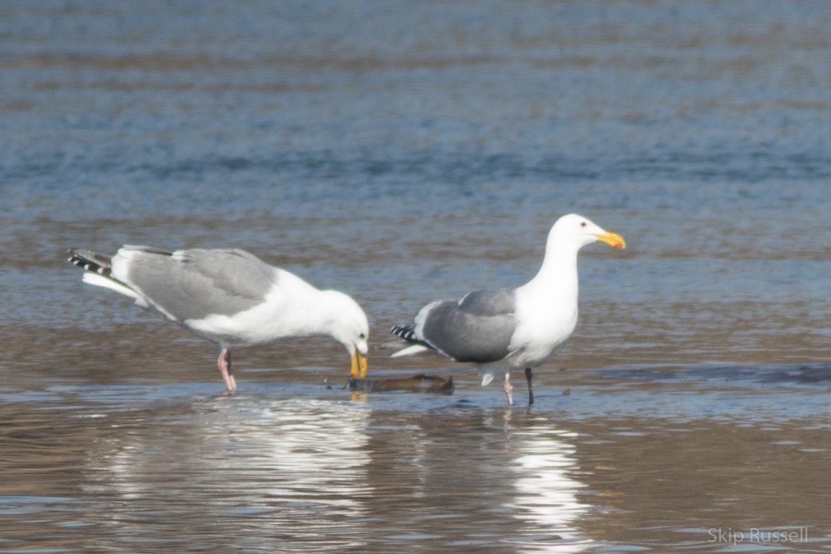 Western x Glaucous-winged Gull (hybrid) - Skip Russell