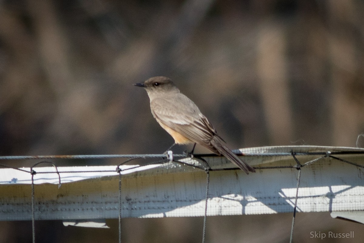 Say's Phoebe - Skip Russell