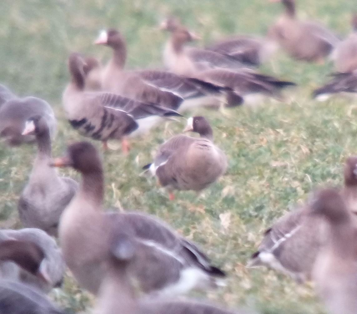 Lesser White-fronted Goose - ML145977681