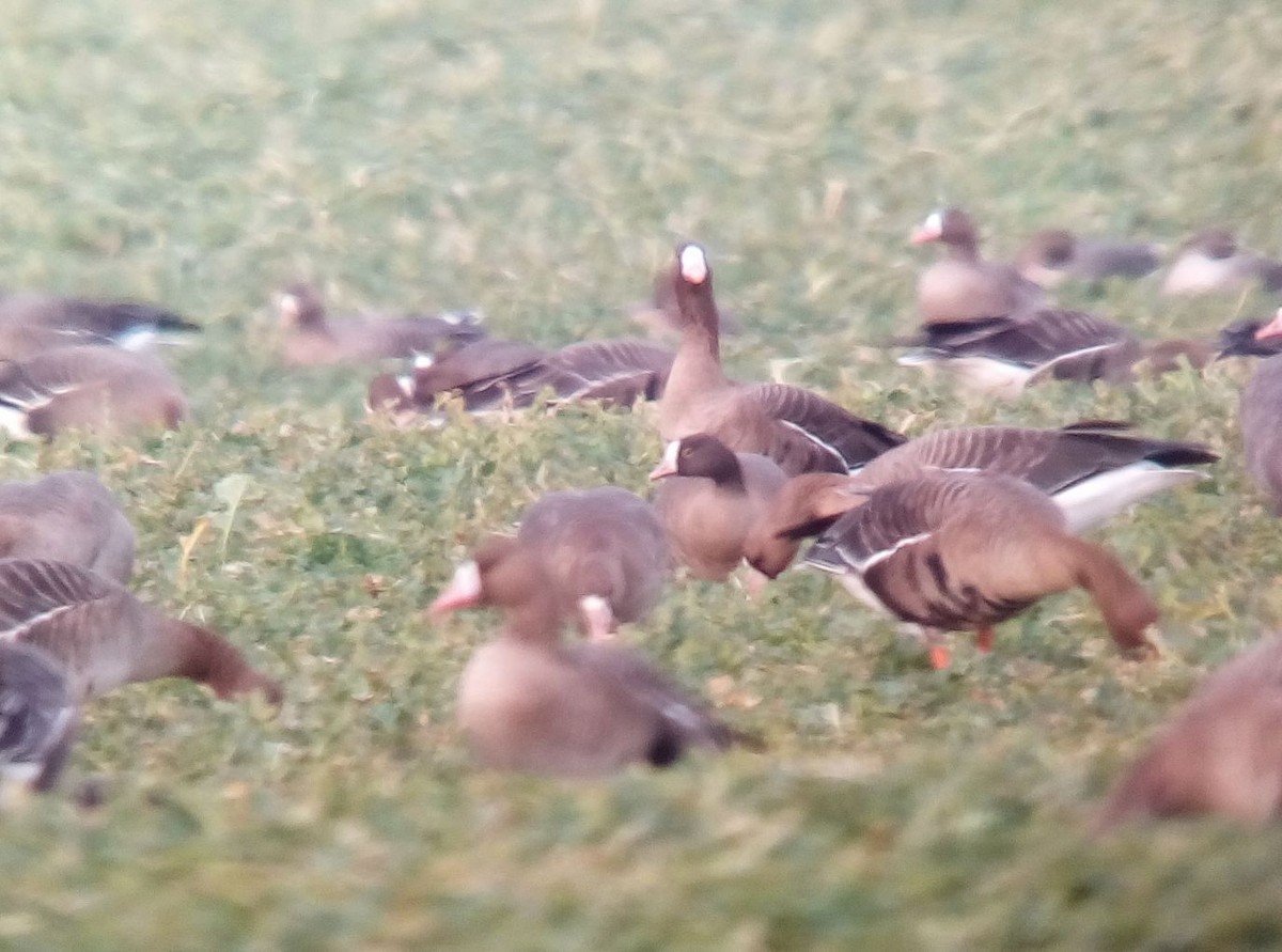 Lesser White-fronted Goose - ML145977691