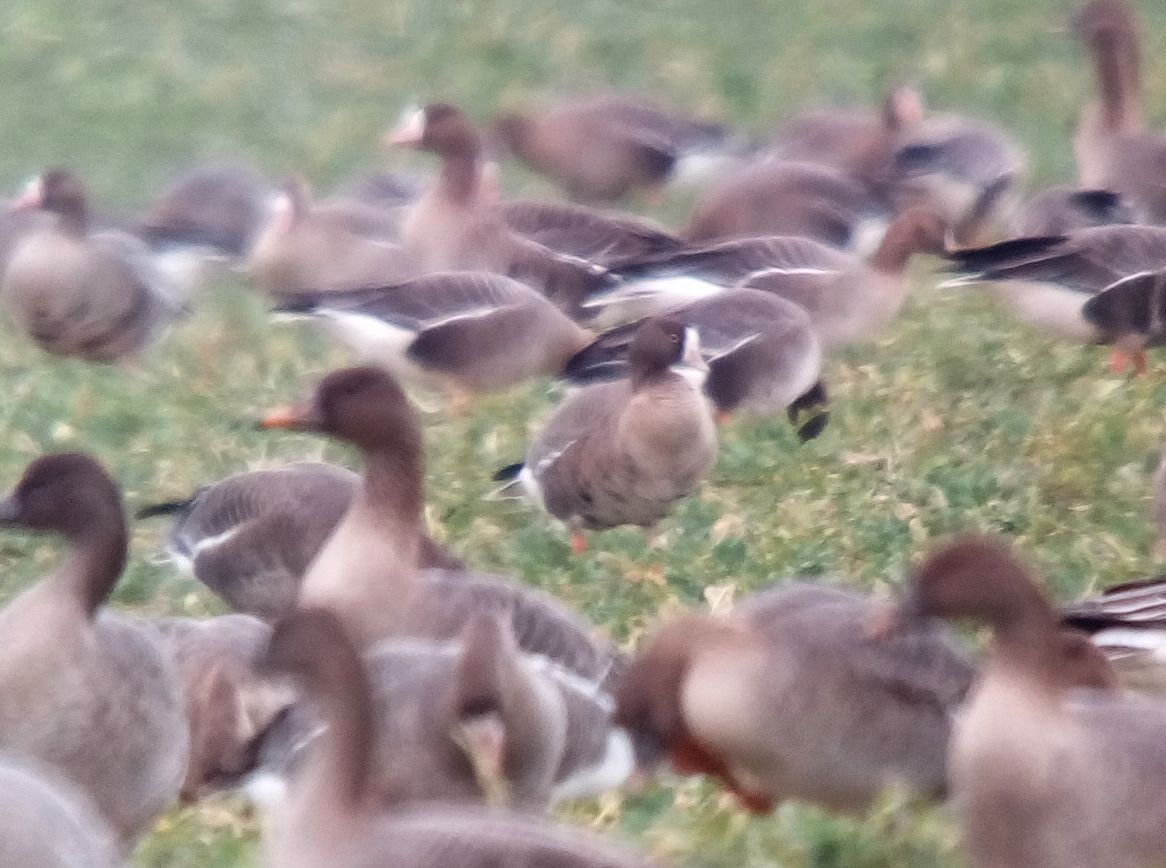 Lesser White-fronted Goose - ML145977711