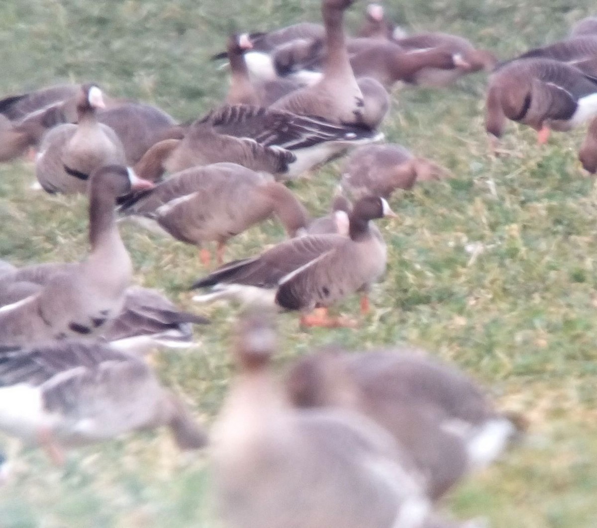 Lesser White-fronted Goose - ML145977721