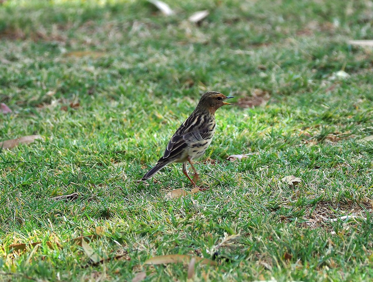 Red-throated Pipit - ML145977881