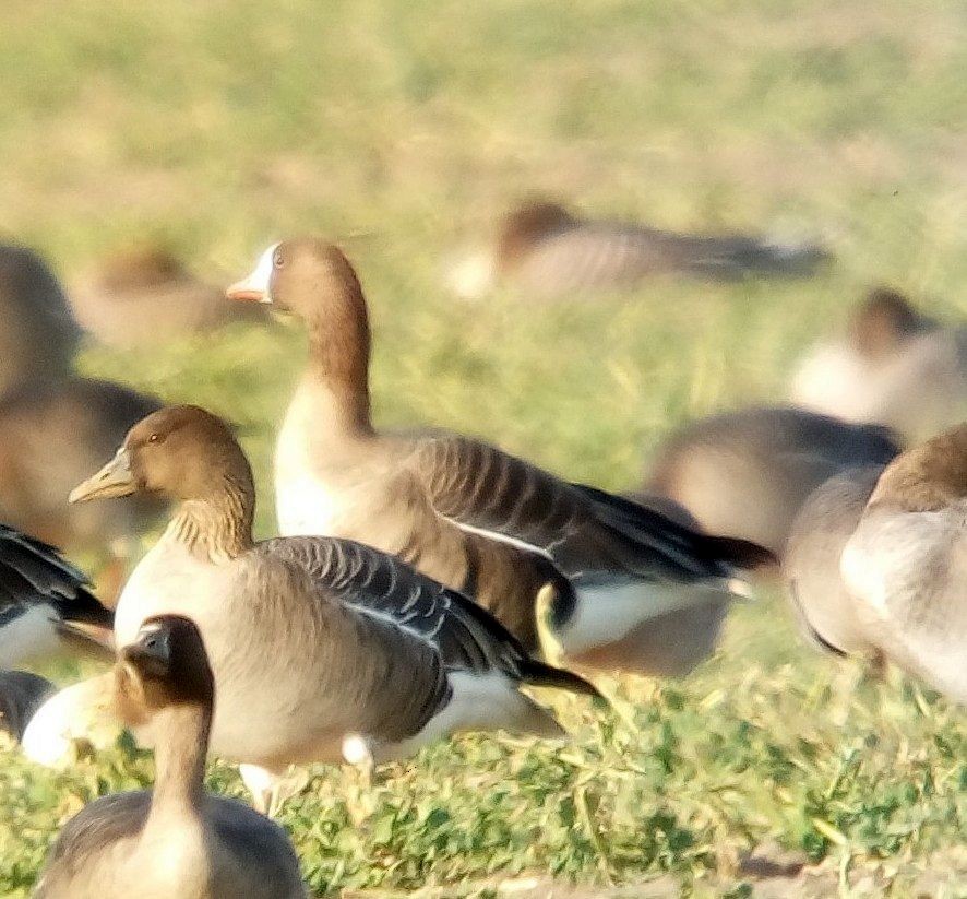 Greater White-fronted Goose - ML145977901
