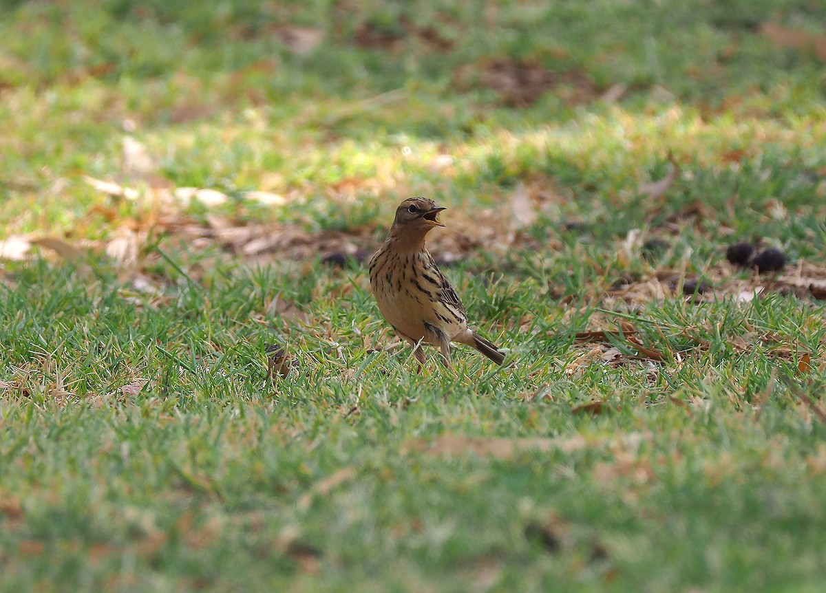 Red-throated Pipit - John Baas