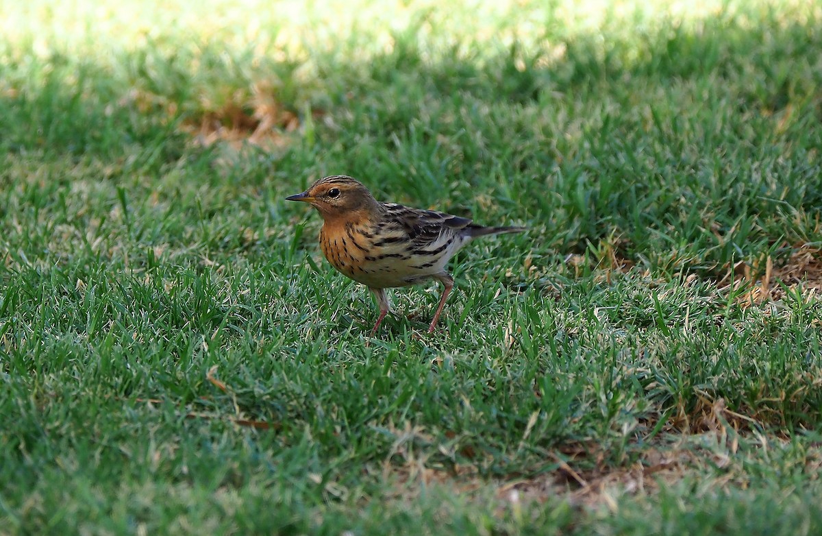 Red-throated Pipit - John Baas