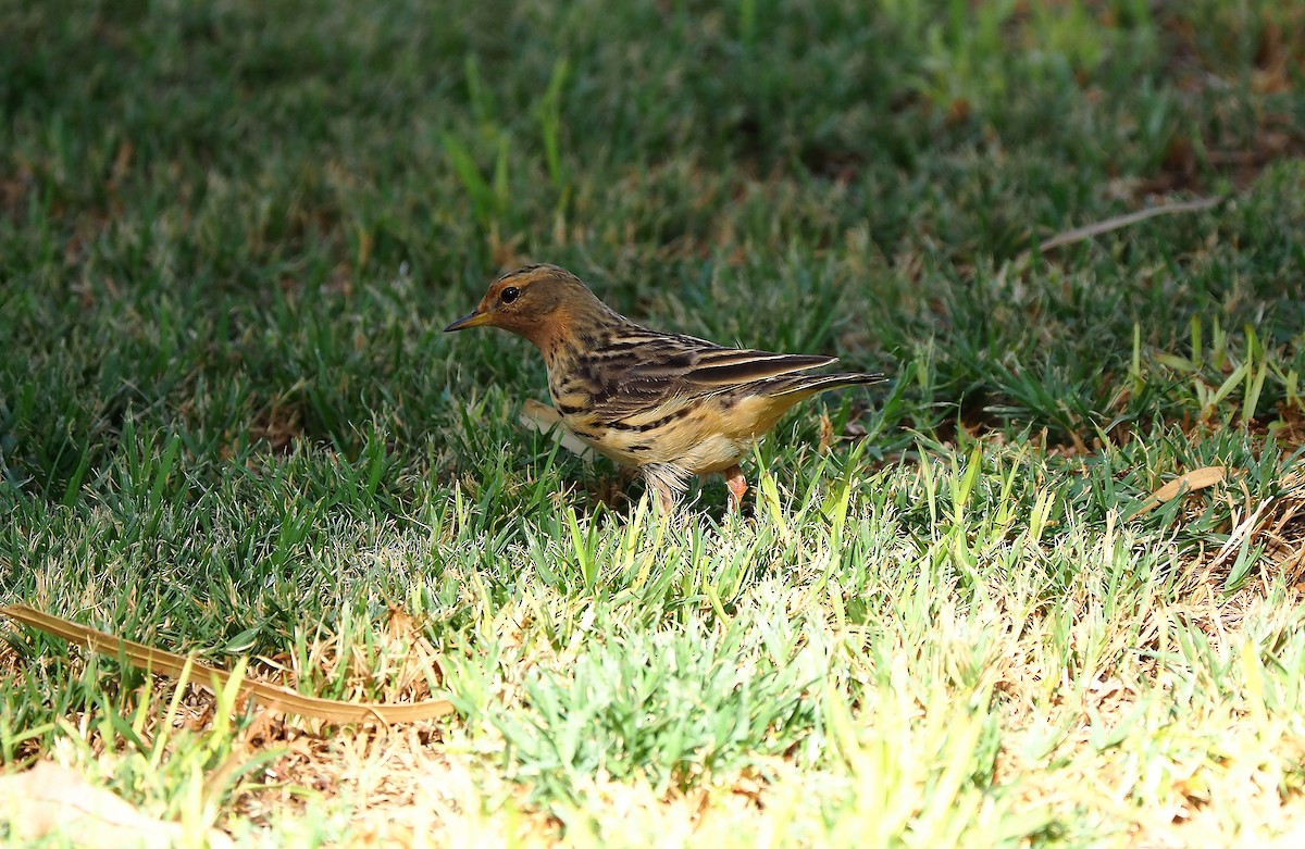 Red-throated Pipit - ML145978111