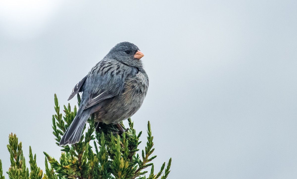 Plain-colored Seedeater - ML145978421