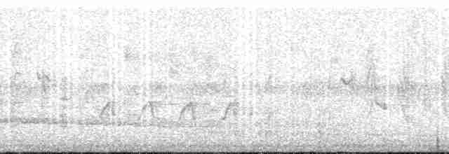 Acorn Woodpecker (Acorn) - ML145979