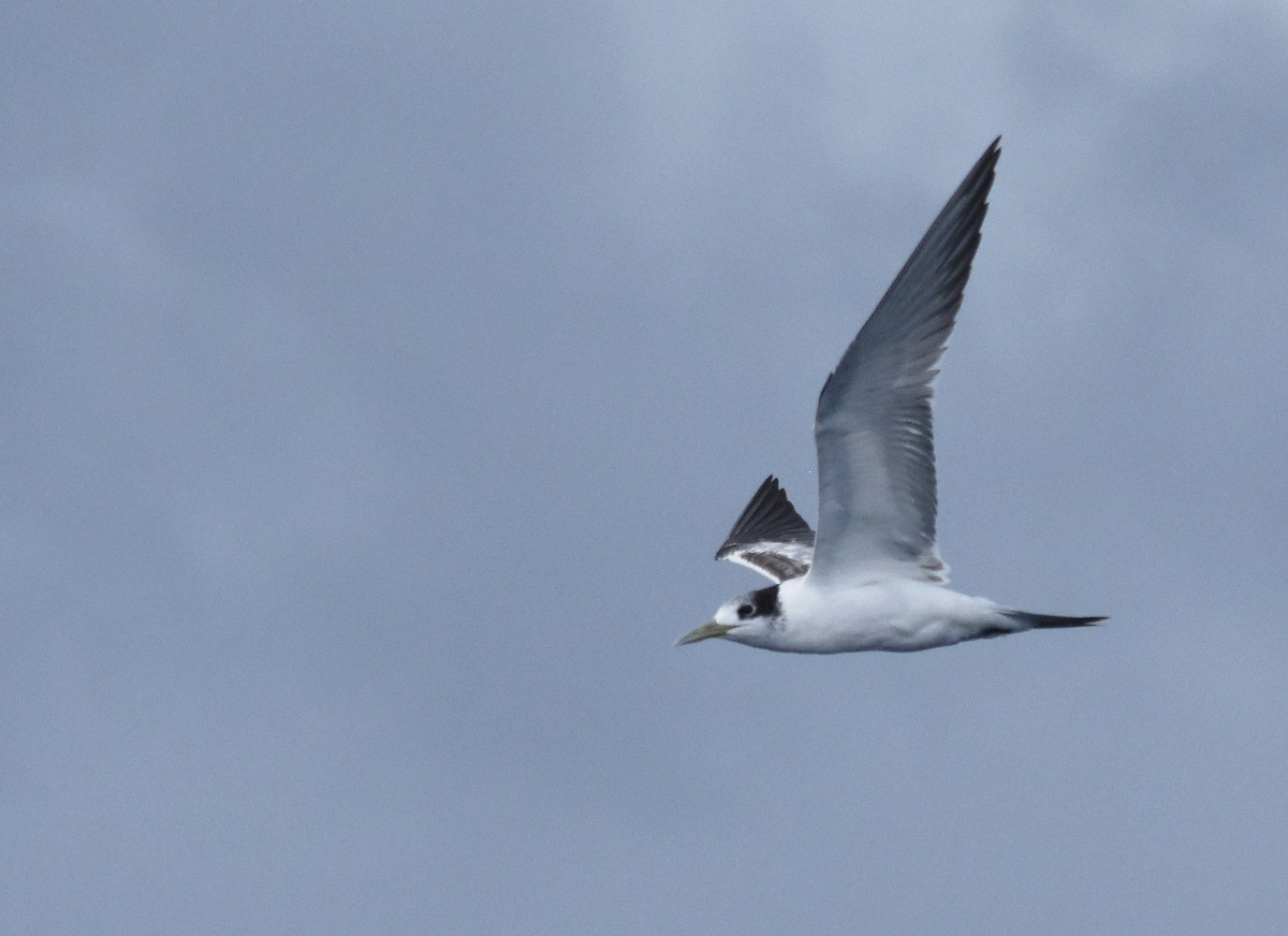Great Crested Tern - ML145979631