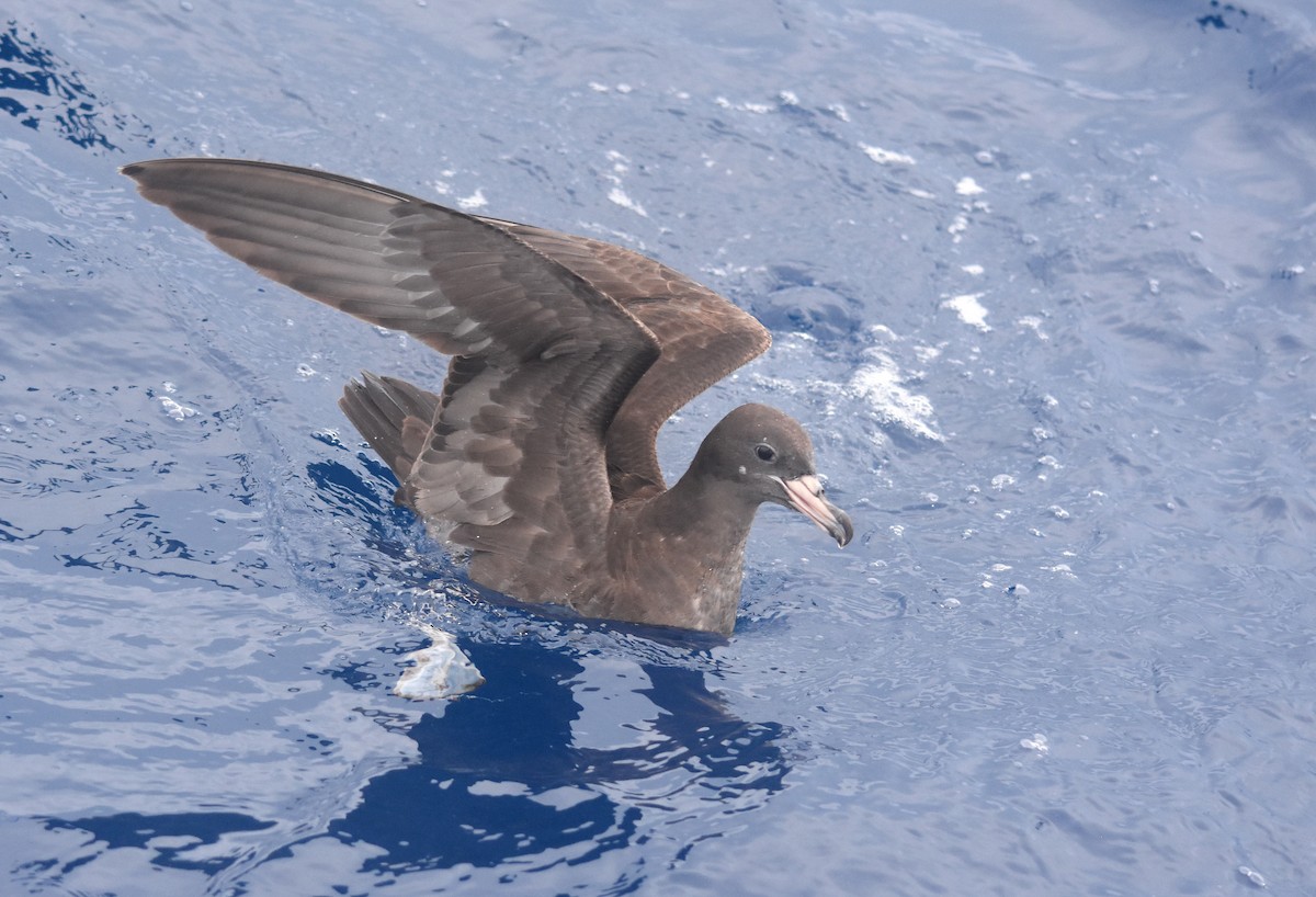 Flesh-footed Shearwater - ML145979791