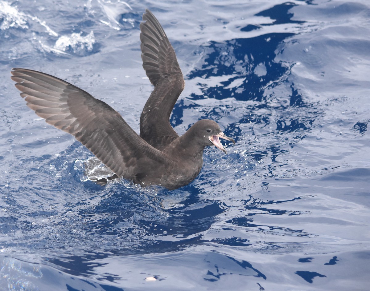 Flesh-footed Shearwater - ML145979821