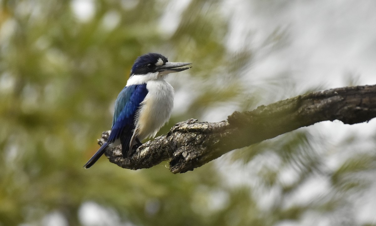 Forest Kingfisher - Chris Wills